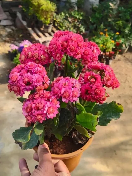 Looking for a splash of color? This bright pink Kalanchoe is a popular choice. It's a cheerful flowering succulent that is easy to look after and blooms for a long time.