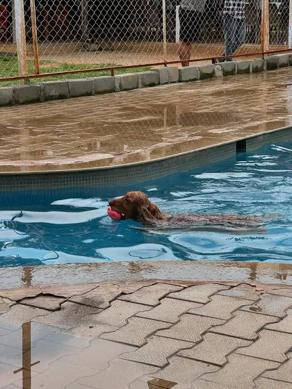Posto enjoying a swim and playing with his ball.