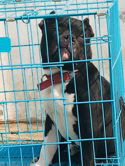 Sultan sitting inside his crate, looking calm and secure.