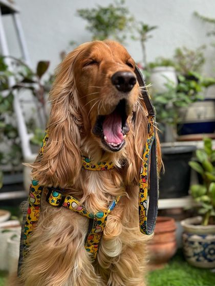 A big yawn from Posto while showing off his new harness and collar set. Modeling is hard work!