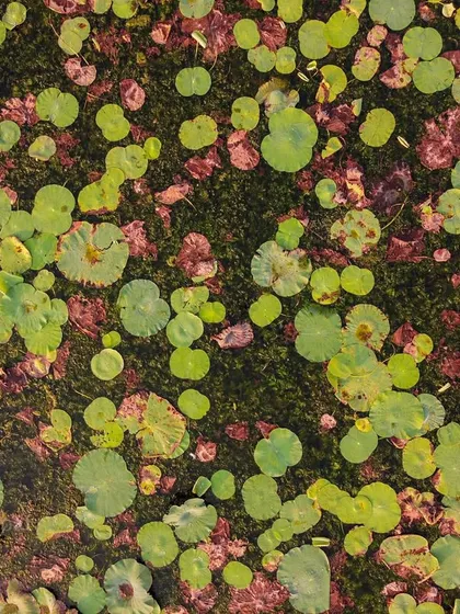 A close-up, top-down drone shot of a pond covered in green and pink lily pads, creating a beautiful abstract pattern.