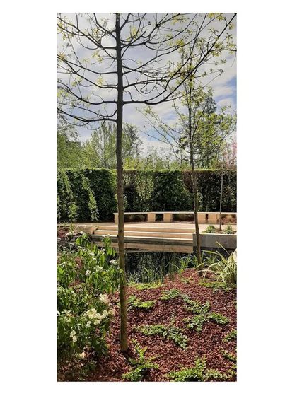 Six weeks after completion, the spring growth begins to fill in the garden. The young trees are establishing their roots, and the groundcover is spreading, demonstrating the steady, resilient evolution of the landscape.