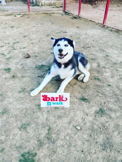 This husky's smile is infectious. This is the look of a dog who has had a truly satisfying day of play and freedom.