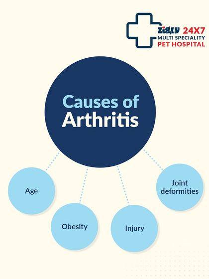Zigly - Veterinary Services Specialized Care: Arthritis, Dental & Mobility photo 4