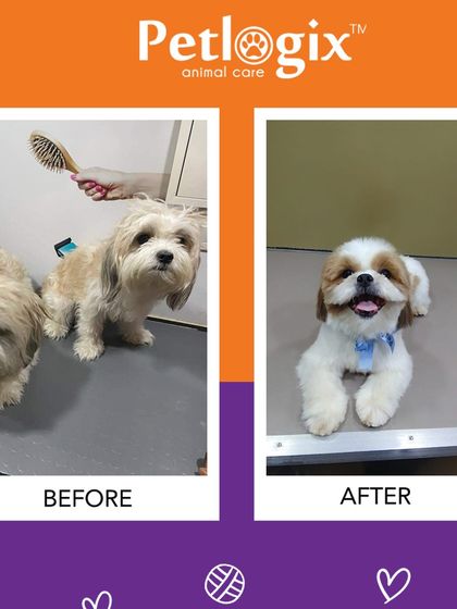 Can you believe this is the same dog? A thorough grooming session reveals a happy, healthy, and incredibly cute pet.
