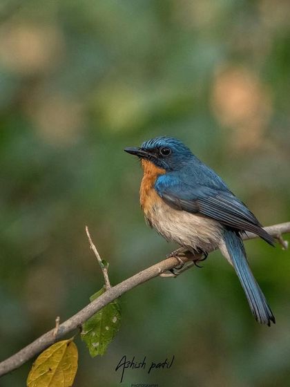 A Tickell's Blue Flycatcher, a small bird with a beautiful combination of blue and orange feathers.
