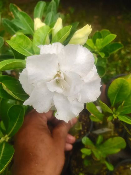 A close-up of a beautiful white Adenium flower, also known as the Desert Rose. These plants have a thick stem and produce stunning flowers.