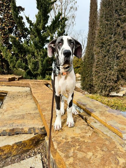 Tulsa Dog Trainer - Immersive Board & Train Programs Board & Train Graduates photo 79