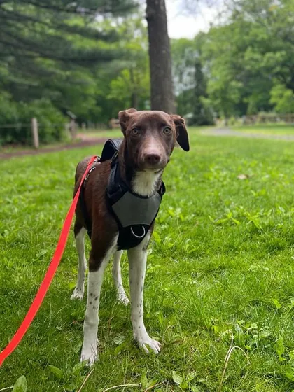 Luna, looking curious and ready for adventure in the USA. She has come so far from her life on the streets.