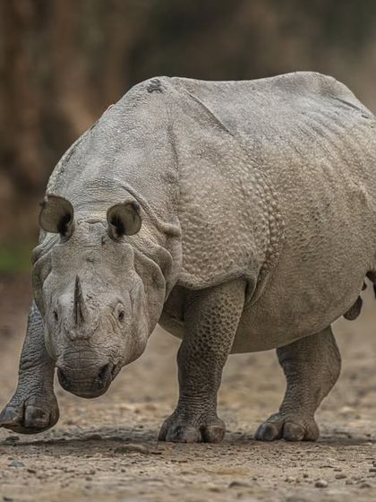A rhino charges, a rare and intense moment. You have to be alert and ready. My fast-focusing Sony gear allowed me to capture this sudden burst of action without hesitation, resulting in a powerful and dramatic frame.