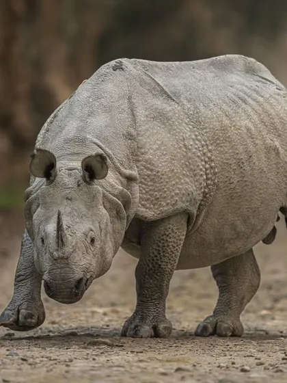 A rhino charges, a rare and intense moment. You have to be alert and ready. My fast-focusing Sony gear allowed me to capture this sudden burst of action without hesitation, resulting in a powerful and dramatic frame.