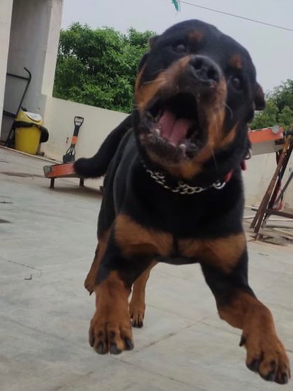 Stay - Dog Daycare A Day at Stay: Play & Socializing photo 16