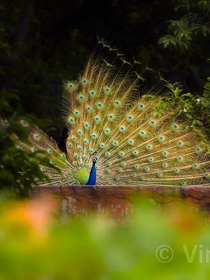 This peacock, with some of its train feathers broken, seems to be asking a question. Is this a reflection of a divided world, or can we hope for a united future? Sometimes, nature shows us images that make us think deeply about our own lives.