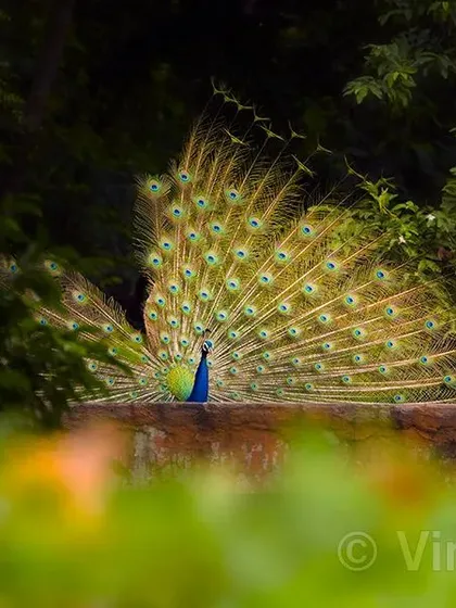 This peacock, with some of its train feathers broken, seems to be asking a question. Is this a reflection of a divided world, or can we hope for a united future? Sometimes, nature shows us images that make us think deeply about our own lives.