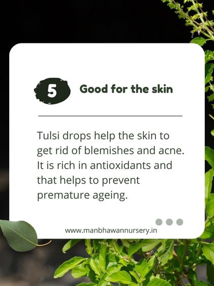 Tulsi is also good for the skin. Rich in antioxidants, Tulsi drops can help the skin get rid of blemishes and acne, and may help prevent premature ageing.