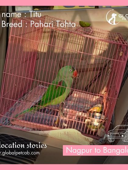 Global Pet Cab - Domestic Pet Relocation By Road: Your Private Pet-Friendly Cab photo 4