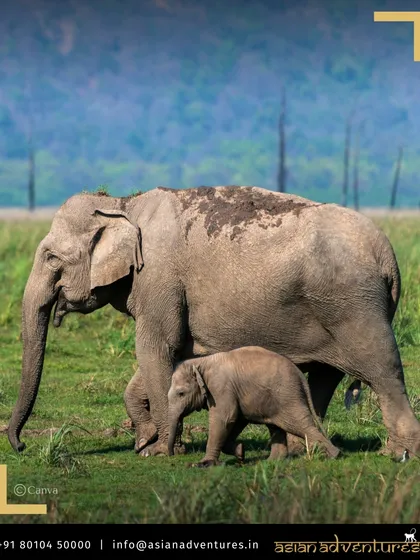A mother elephant and her calf walk through the grasslands of Corbett National Park, with the Himalayan foothills in the background. This park offers a unique blend of plains and mountain wildlife.