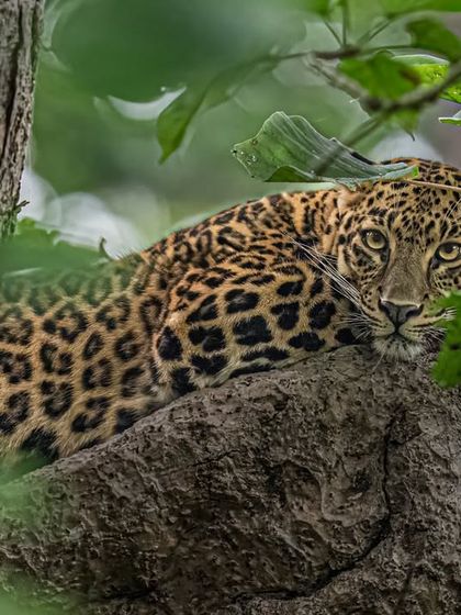 Framing this leopard through dense foliage was a challenge. I used the leaves as a natural frame to draw focus to its piercing gaze, creating a sense of discovery for the viewer.