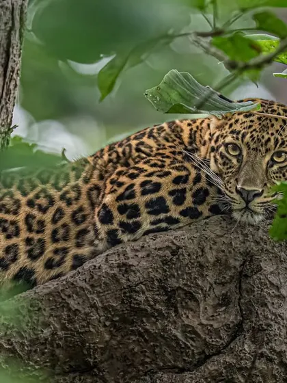 Framing this leopard through dense foliage was a challenge. I used the leaves as a natural frame to draw focus to its piercing gaze, creating a sense of discovery for the viewer.