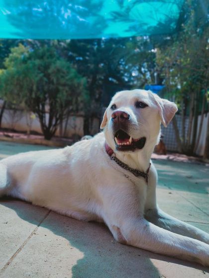 Stay - Dog Daycare Happy Faces of Stay photo 46