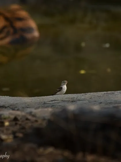 A wider shot showing the Yellow-throated Sparrow near a waterhole, with the blurred stripes of a tiger in the background. A unique juxtaposition of the small and the mighty.