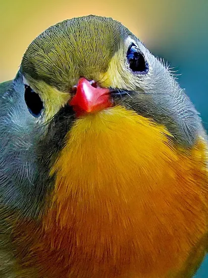 An engaging close-up of a Red-billed Leiothrix looking directly at the camera. This shot captures the vibrant red of its bill and the soft, subtle feathering on its head and bright yellow throat.