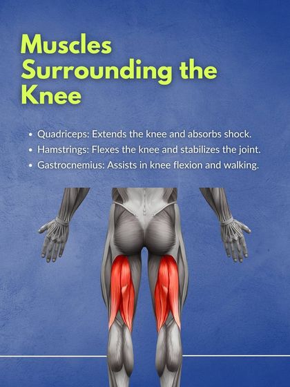 The muscles surrounding the knee, like the quadriceps and hamstrings, are vital for shock absorption and stability. Learn about their specific roles in this infographic to better target your strength training.
