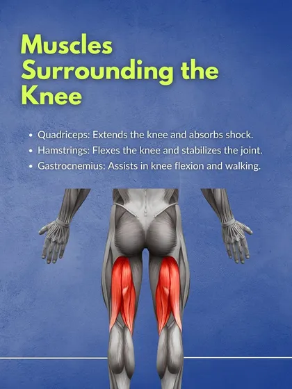 This graphic highlights the major muscles surrounding the knee: the quadriceps, hamstrings, and gastrocnemius, and explains their primary functions in extending, flexing, and stabilizing the joint.