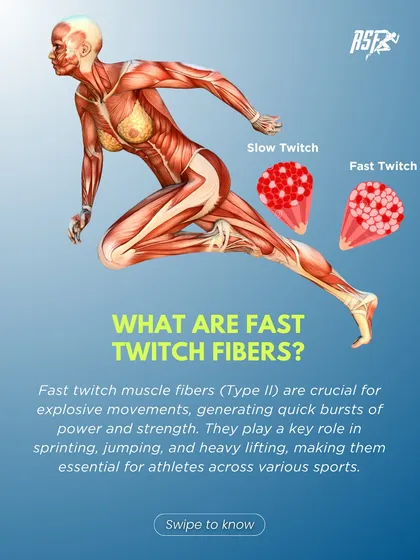 What are Fast Twitch Fibers? This infographic explains that Type II muscle fibers are crucial for explosive movements like sprinting and jumping, making them essential for athletes.