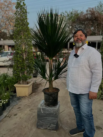 Yeh Dracaena Draco ka plant hai, jo ek behtareen statement piece hai. Iski dekhbhaal aasan hai aur yeh aapke ghar ko ek modern look deta hai.