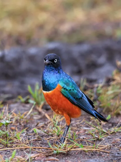 A Superb Starling stands in the grass, its iridescent blue-green and fiery orange plumage shining brilliantly. These birds are common but their beauty is anything but.