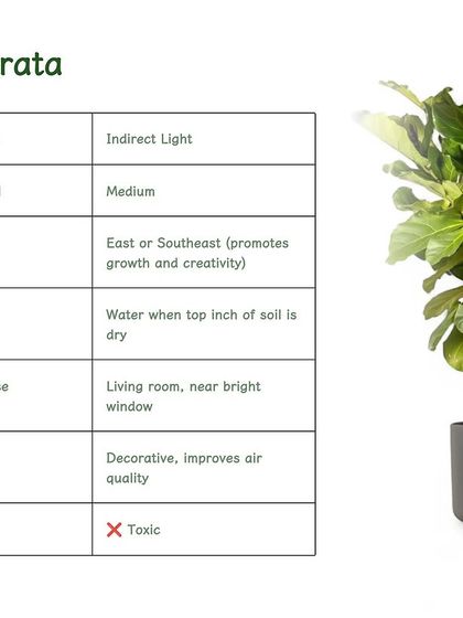 The Ficus Lyrata, or Fiddle Leaf Fig, is an iconic houseplant with huge, violin-shaped leaves. It's a decorative centerpiece that improves air quality and thrives near a bright window.