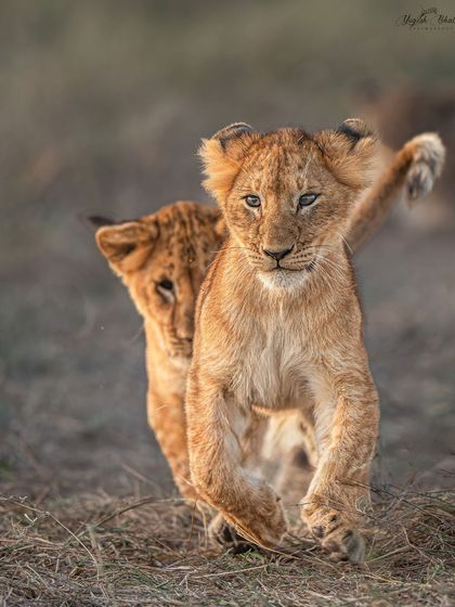 A lion cub in full flight. Using a large aperture like f/2.8 creates a very shallow depth of field, isolating the cub from the background and emphasizing its motion.