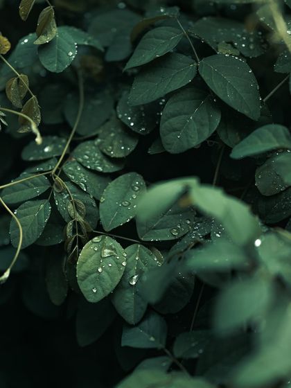 Garima Bhaskar - Photography Services Moody Moments & Details photo 4