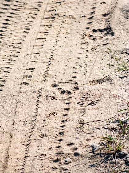 Tiger pugmarks alongside tire tracks in the sand at Bardiya National Park. This subtle but thrilling shot tells a story of wildlife just out of sight.