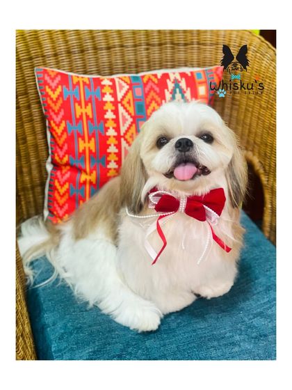 Furrybells Pet Grooming - Pet Grooming (Dogs & Cats) Breed-Specific Dog Styles photo 16