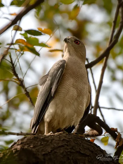 A male Shikra, also known as the little banded goshawk, perched in a tree in Dwarka, New Delhi. Their fiery red eyes are a distinguishing feature.