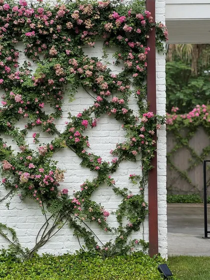 A demonstration of our vertical garden capabilities, featuring climbing Peggy Martin roses trained on a trellis. This technique turns a plain white brick wall into a living piece of art, adding color and texture to the building's exterior.