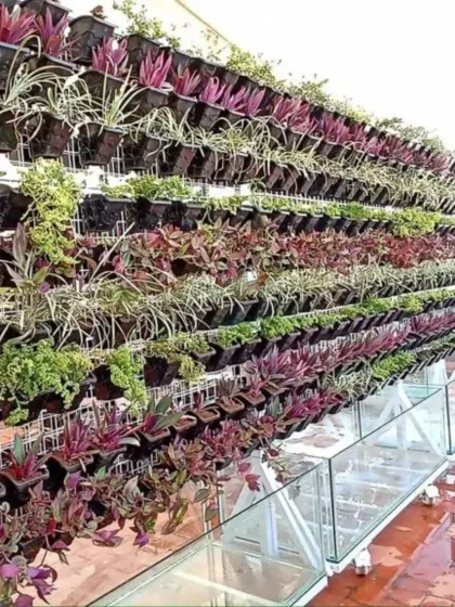 I designed and installed this expansive living vertical garden on a building's terrace. The wall features multiple tiers of diverse plants with varying colors and textures, creating a dynamic, living piece of art that also helps cool the surrounding area.