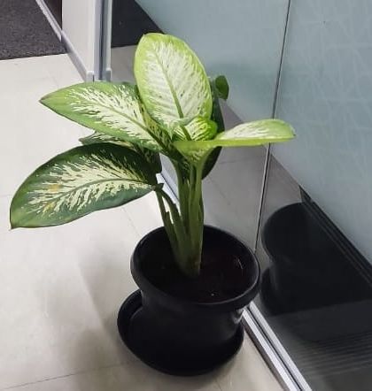 Corporate & Office Plantscaping photo 29