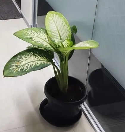 A Dieffenbachia, or Dumb Cane, plant. We include a variety of air purifying plants like this in our rental packages.