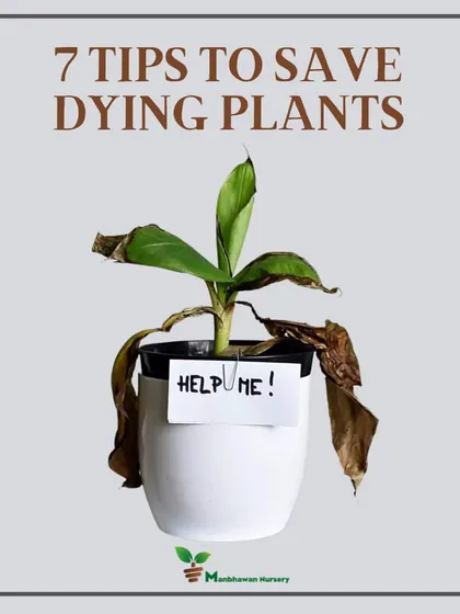 Don't give up on a struggling plant. We believe every plant deserves a chance to thrive. This is a common sight, but with the right care, like adjusting watering and checking for pests, we can often bring them back to life.