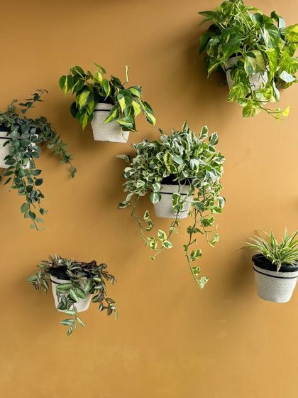 Upcycling at its best! We wrapped old plastic pots with jute rope to give them a new, rustic look. This wall of trailing plants now looks beautiful, and we saved the pots from ending up in a landfill.