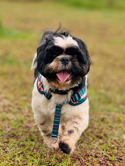 The Pawsome Camp - Dog Daycare & Boarding Our Pack: Portraits from the Camp photo 10