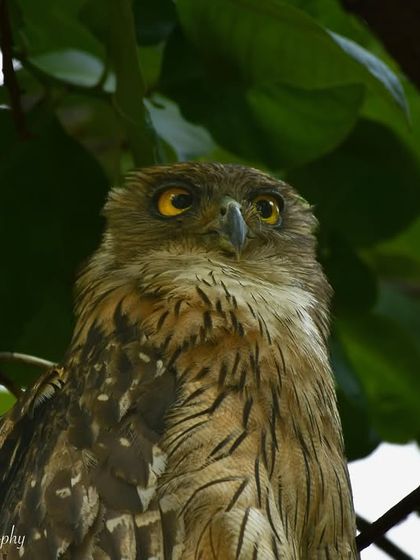 Avian Wonders: A World of Wings photo 41