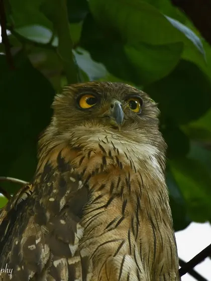 A stunning close-up of a Brown Fish Owl. Its large, yellow eyes are adapted for hunting in low light. Owls are fascinating subjects, full of mystery and power.