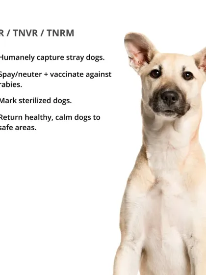 CarryMyPet - Pet Travel & Parenting Consultation Animal Welfare & Advocacy photo 15