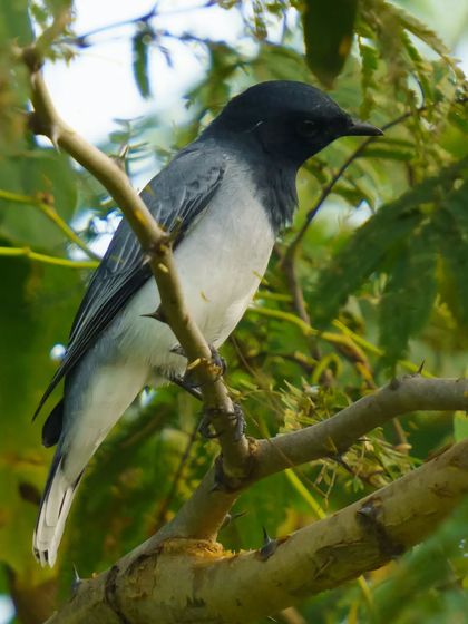 A male Black-headed Cuckooshrike seen from the front, showing the contrast between its black head and pale grey body.
