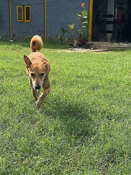 A different angle showing the expanse of our property. We have multiple fenced sections to create smaller, compatible playgroups when needed.