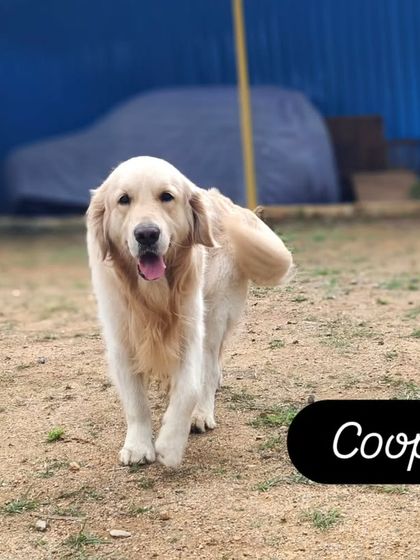 Cooper the Golden Retriever, enjoying his time in the sandy part of our yard.